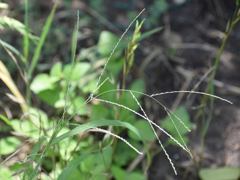Dinebra panicea subsp. mucronata