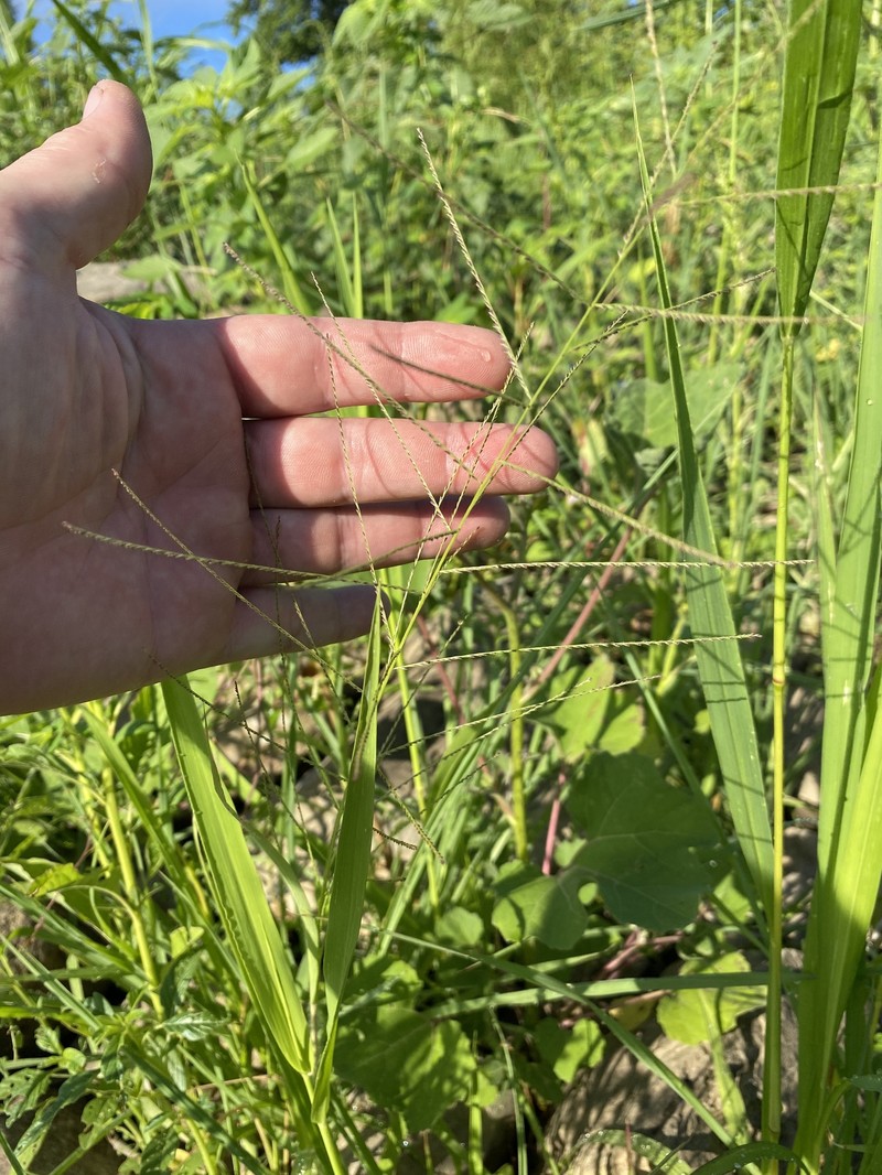 Dinebra panicea subsp. mucronata photo 2