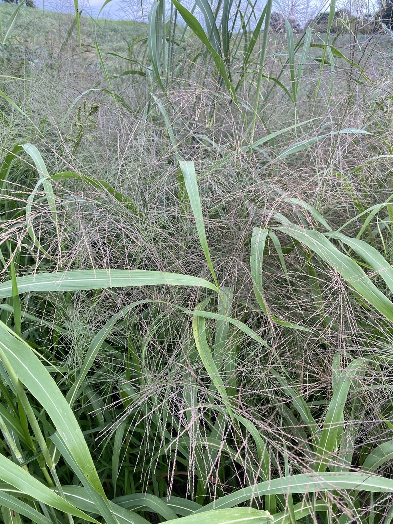 Dinebra panicea subsp. mucronata photo 3