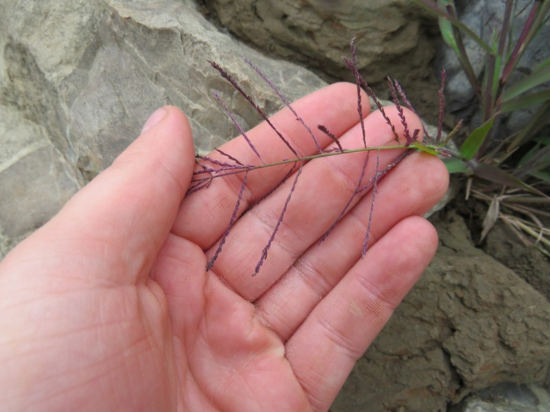 Dinebra panicea subsp. mucronata photo 5