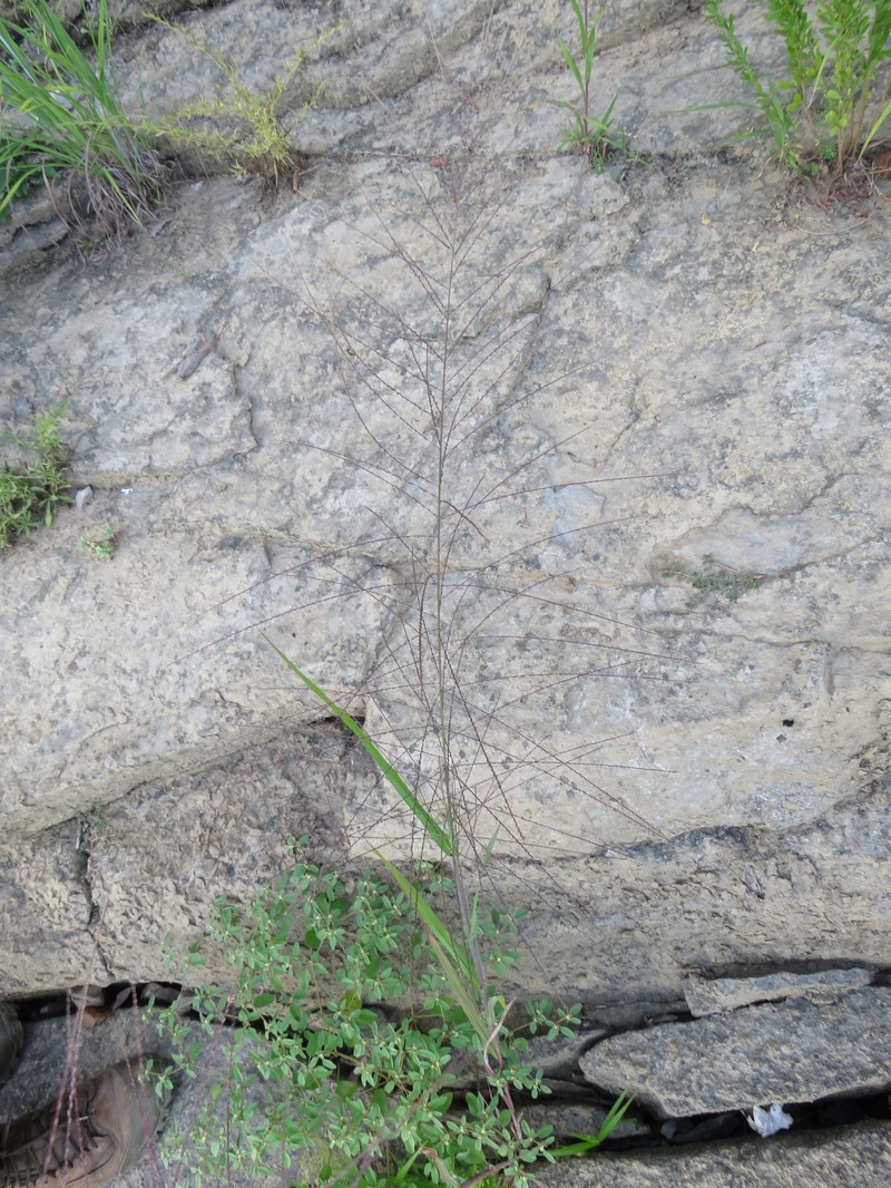Dinebra panicea subsp. mucronata photo 6