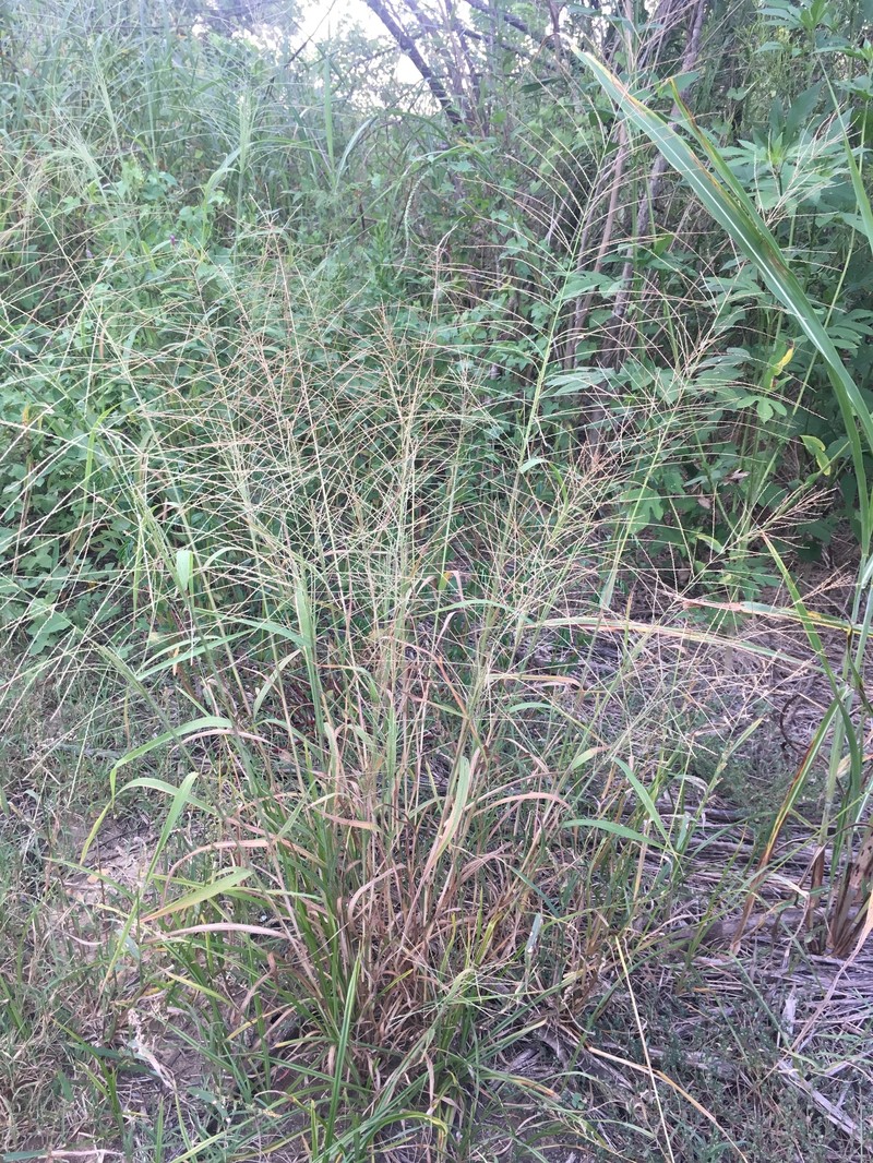 Dinebra panicea subsp. mucronata photo 7