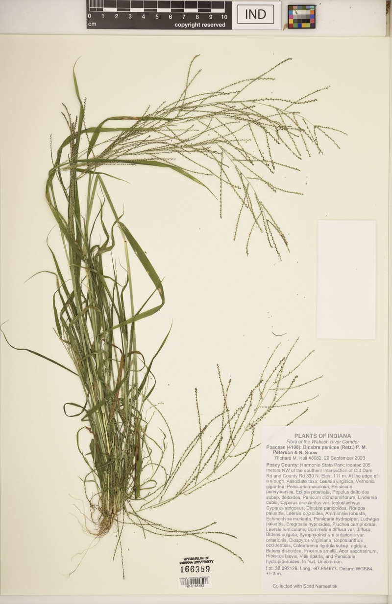 Dinebra panicea subsp. mucronata photo 8