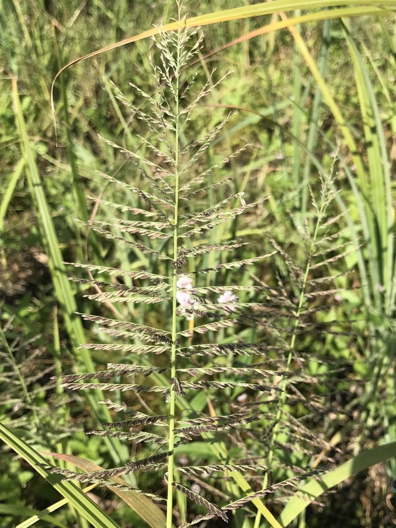 Amazon Sprangletop photo 2