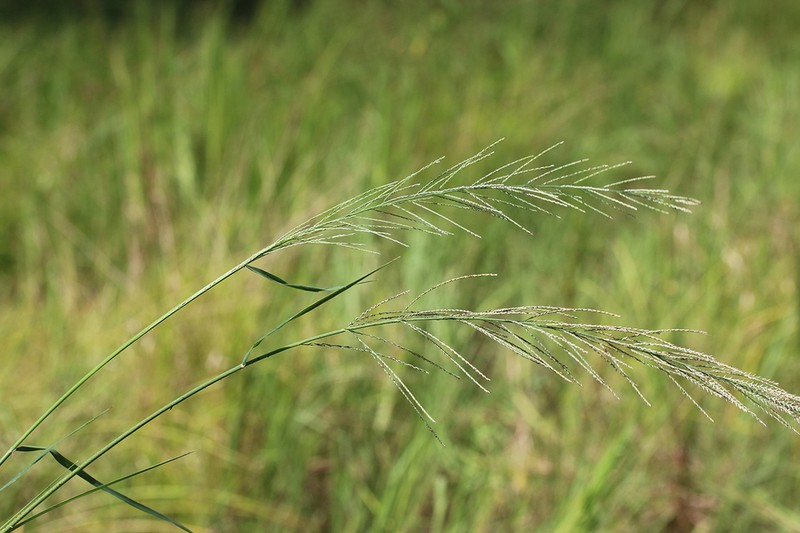 Dinebra polystachyos