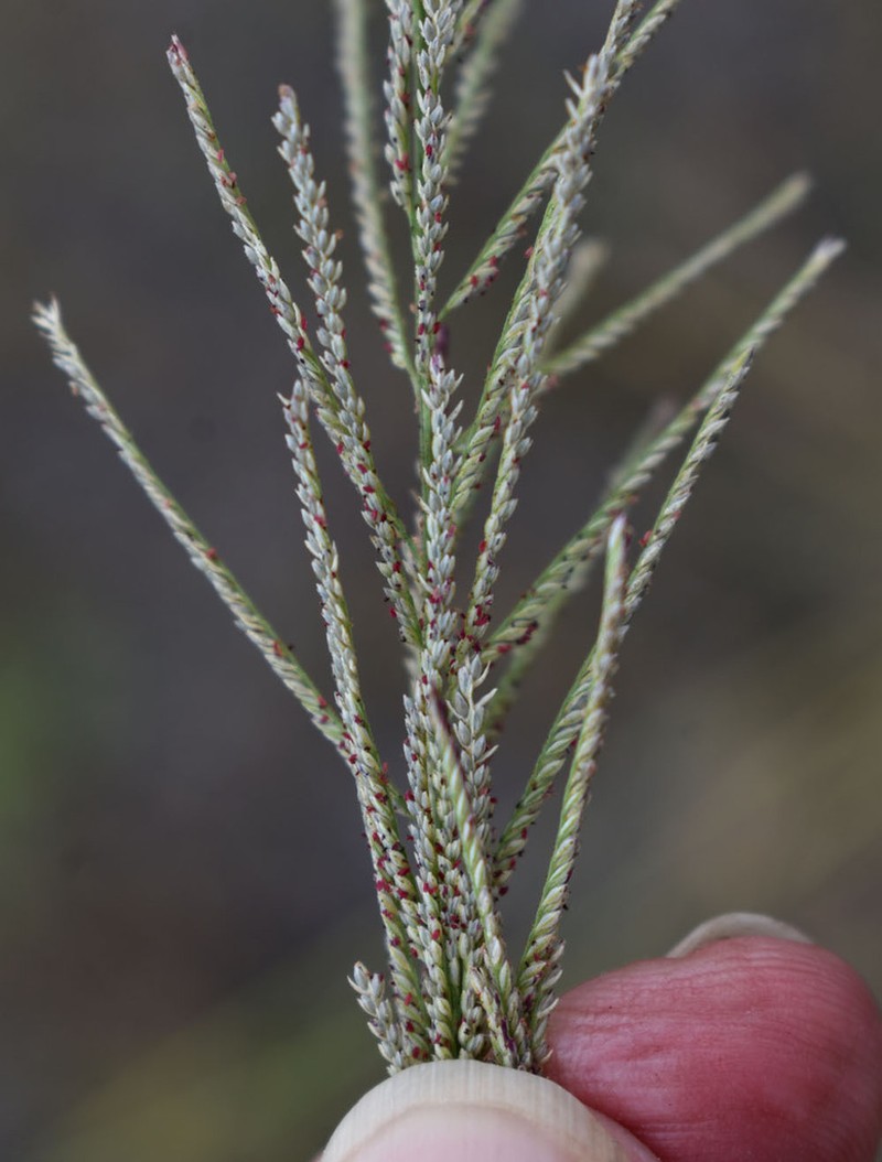 Dinebra polystachyos photo 2