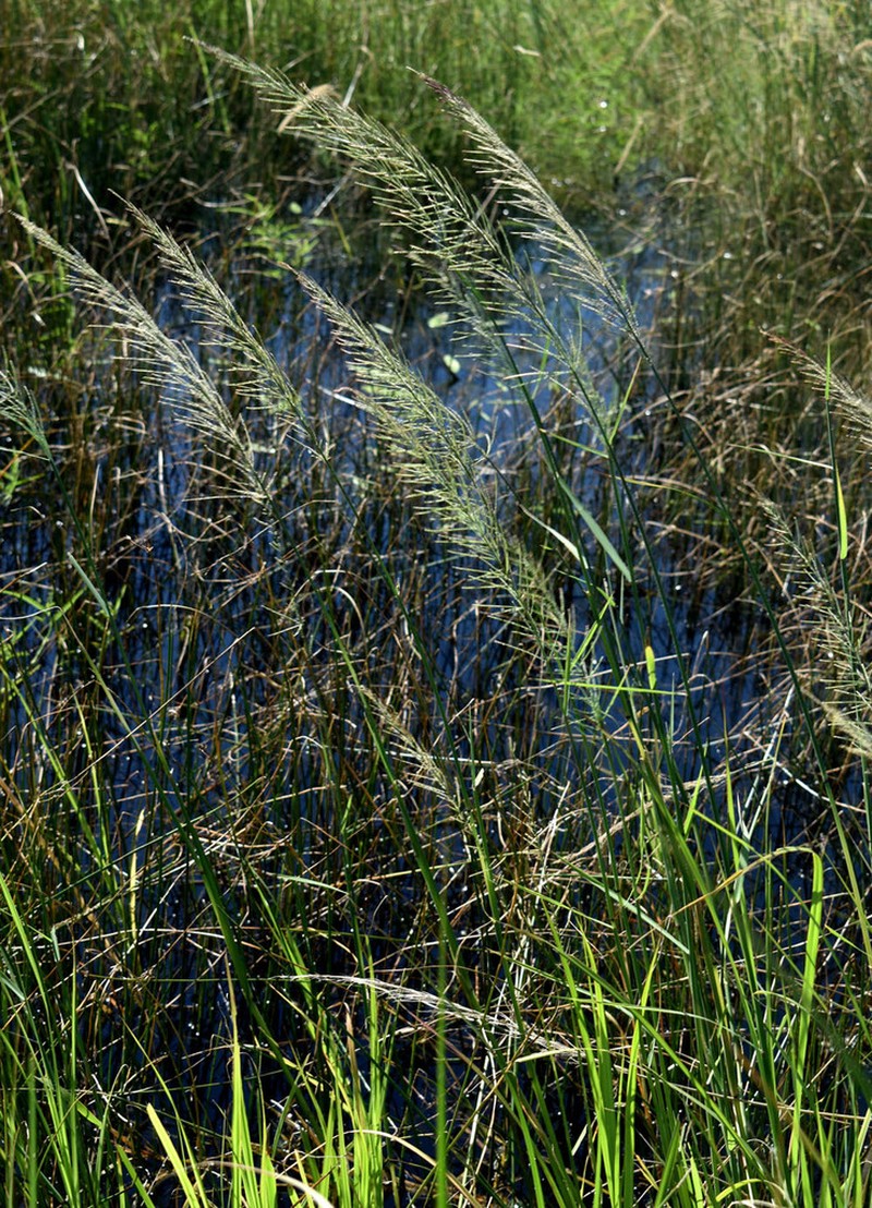 Dinebra polystachyos photo 3