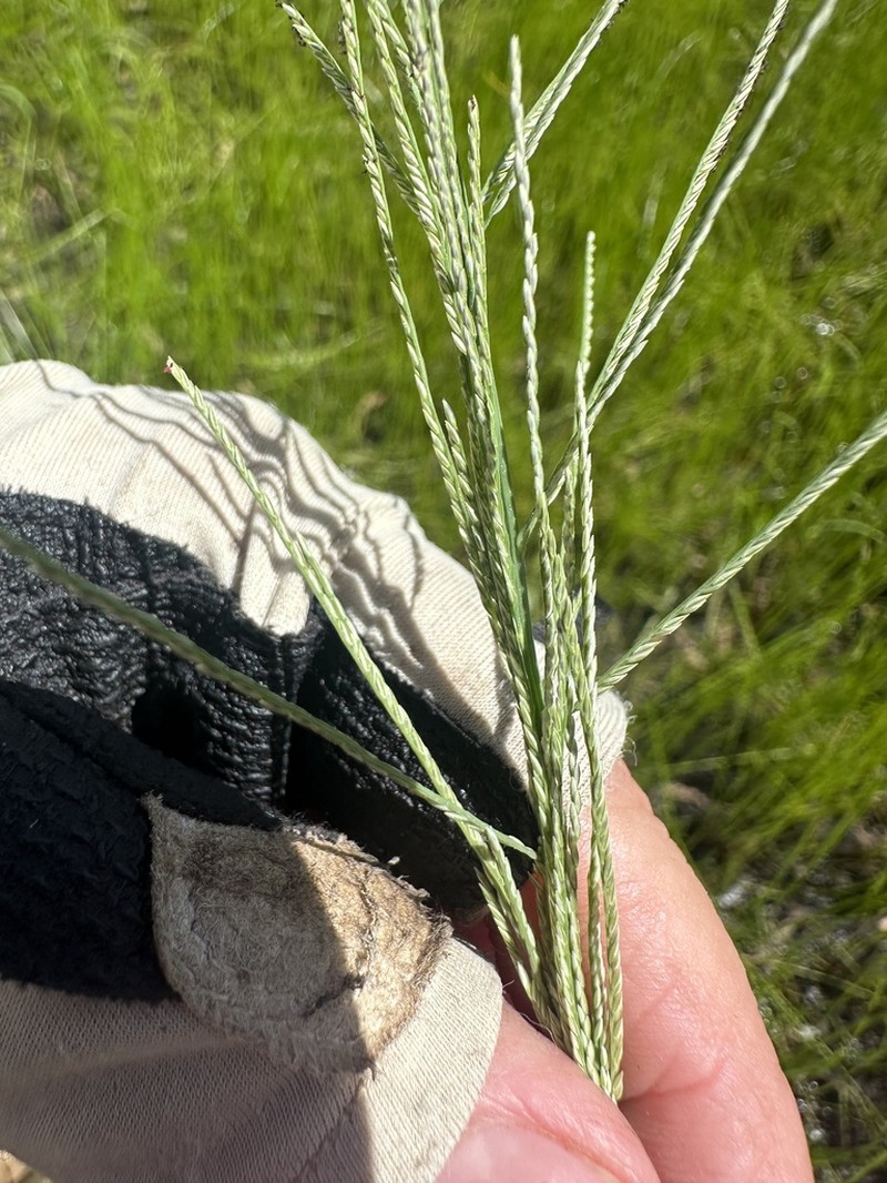 Dinebra polystachyos photo 5