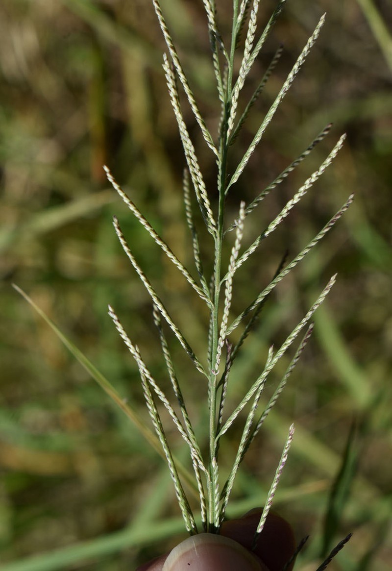 Dinebra polystachyos photo 7