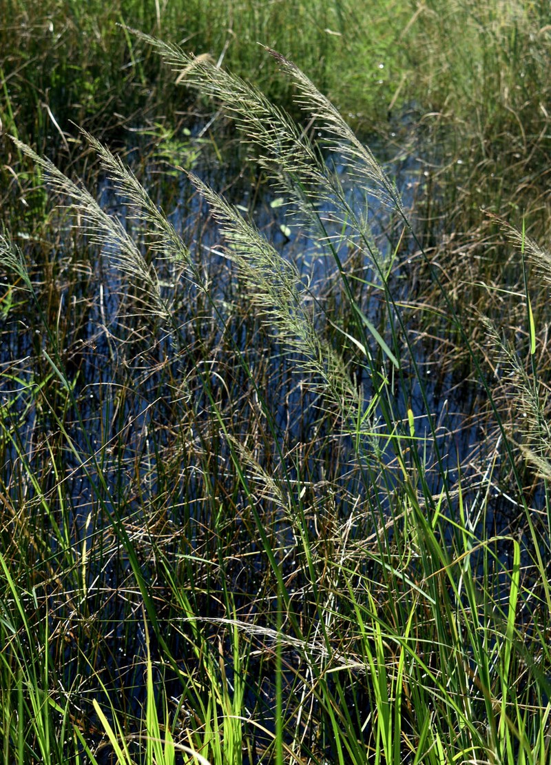 Dinebra polystachyos photo 8