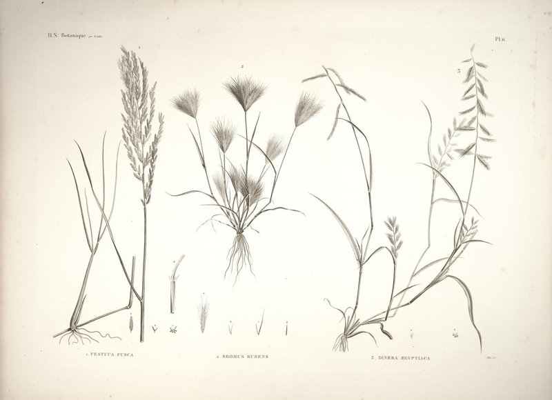 Viper Grass photo 2