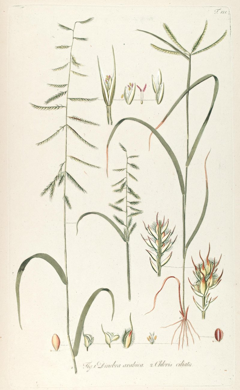 Viper Grass photo 3