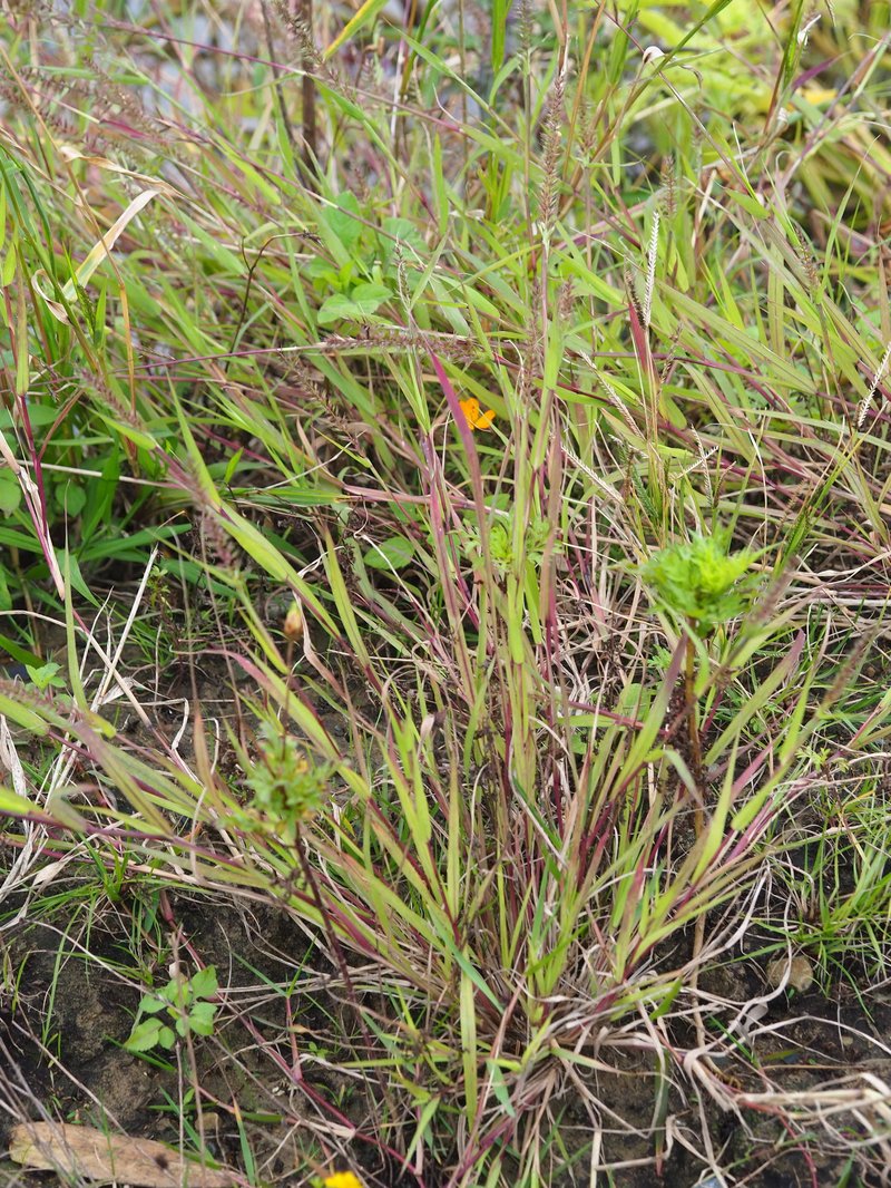 Viper Grass