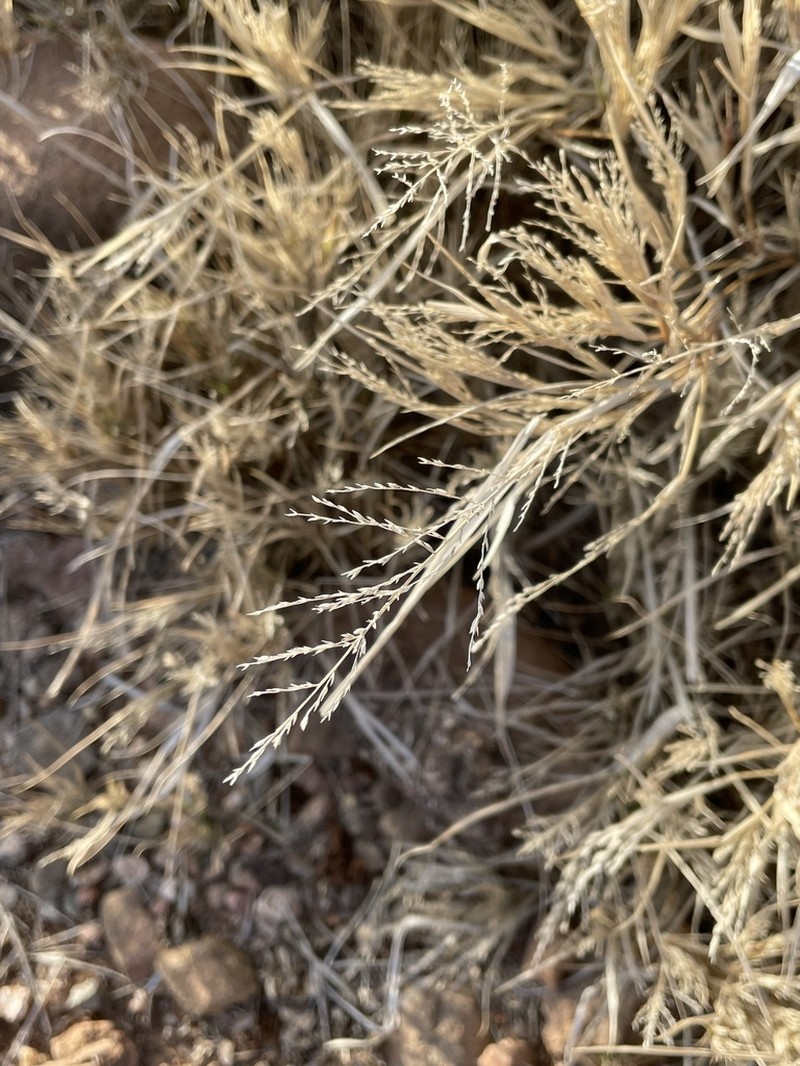 Sticky Sprangletop photo 8