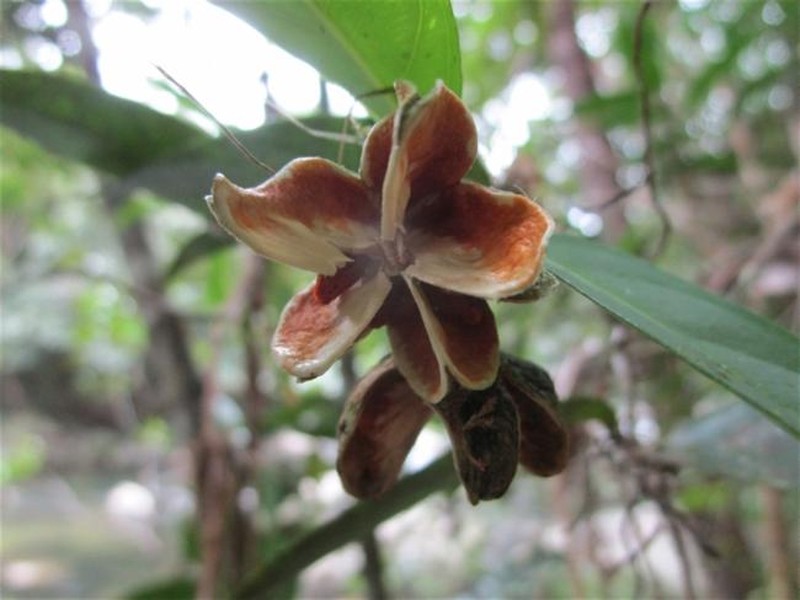 Dinghoua globularis