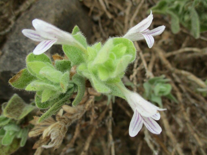 Dinteracanthus acetabulus photo 2