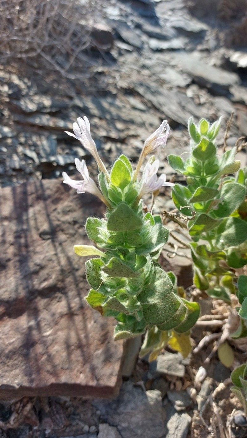 Dinteracanthus acetabulus photo 3