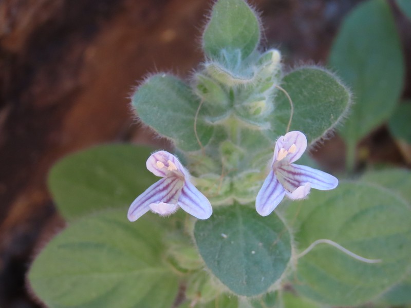 Dinteracanthus acetabulus photo 4