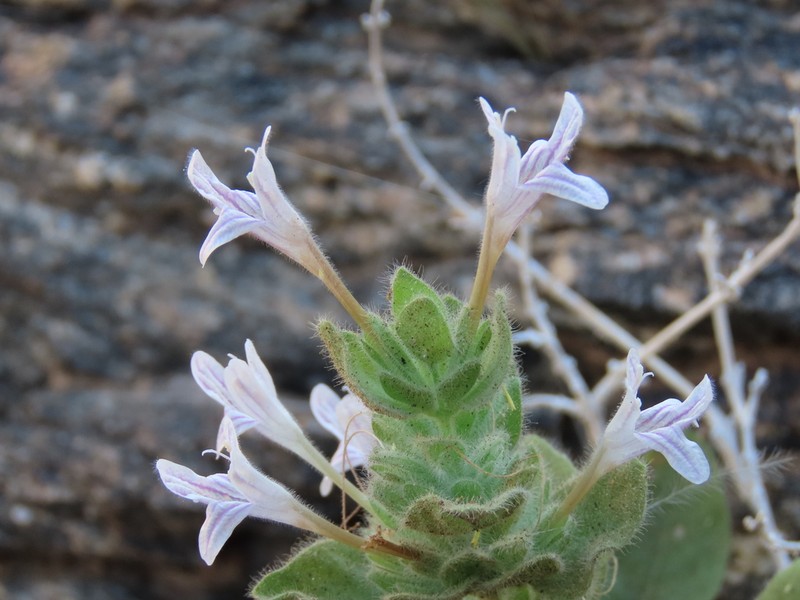 Dinteracanthus acetabulus photo 5