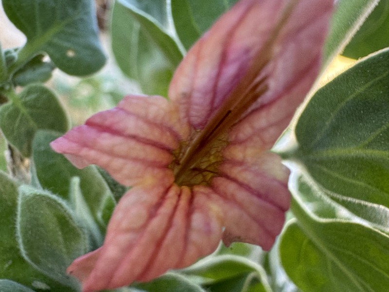Dinteracanthus diversifolius photo 2