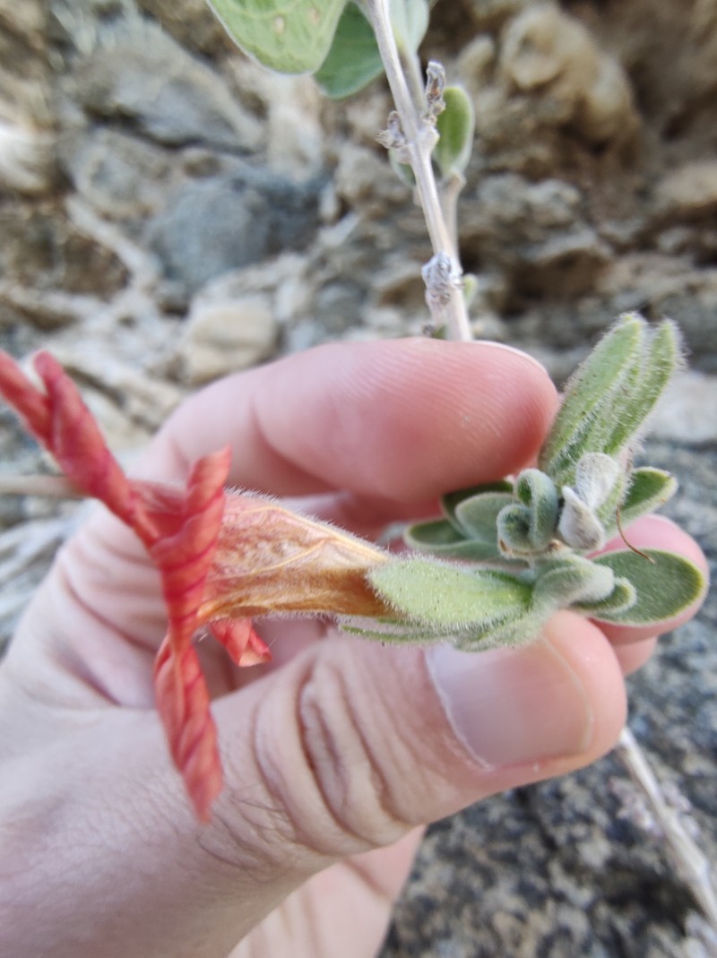 Dinteracanthus diversifolius photo 3