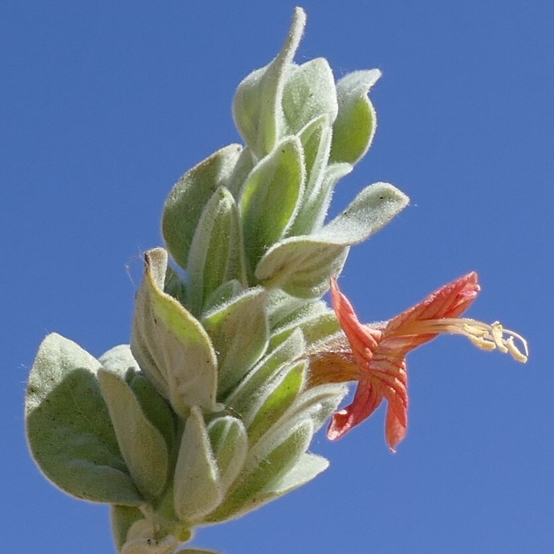 Dinteracanthus diversifolius photo 4