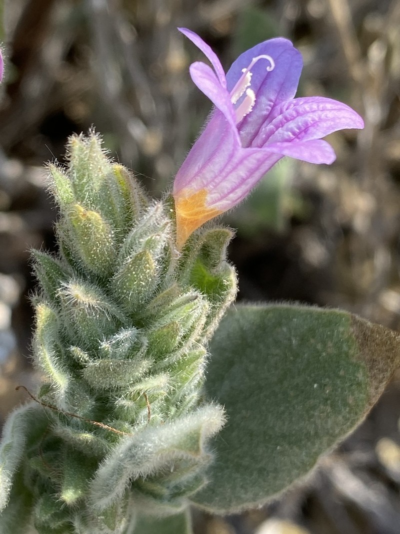 Dinteracanthus kaokoanus