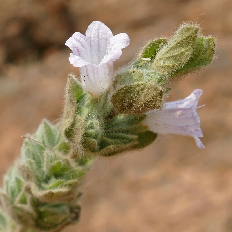 Dinteracanthus kaokoanus photo 2