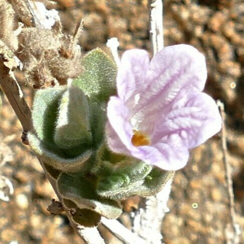 Dinteracanthus kaokoanus photo 4