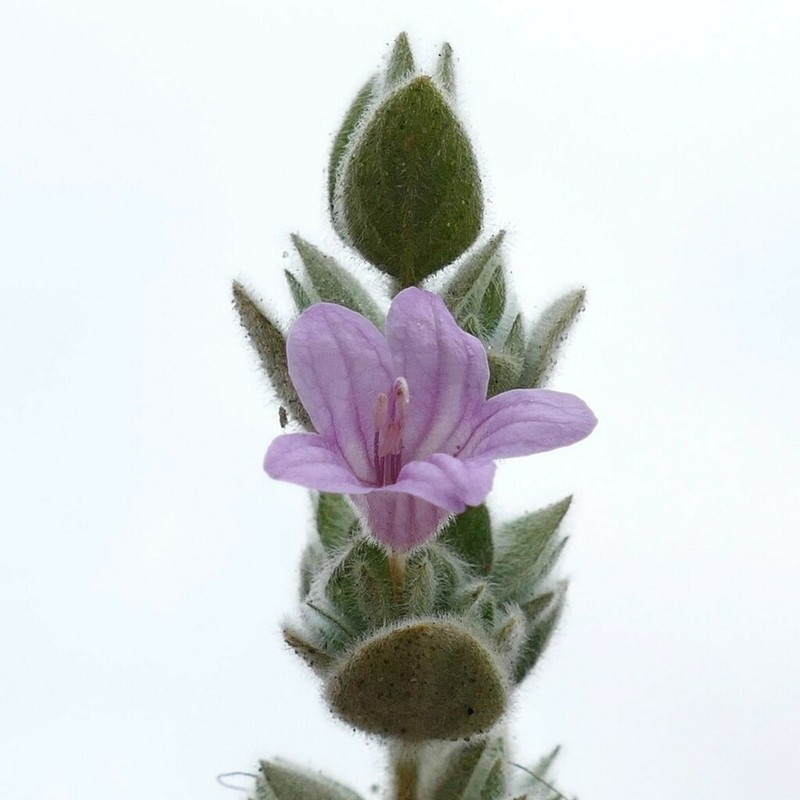 Dinteracanthus kaokoanus photo 5
