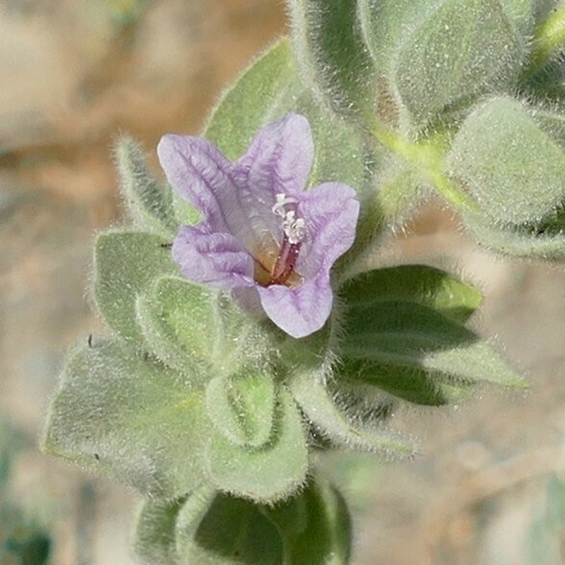 Dinteracanthus kaokoanus photo 7