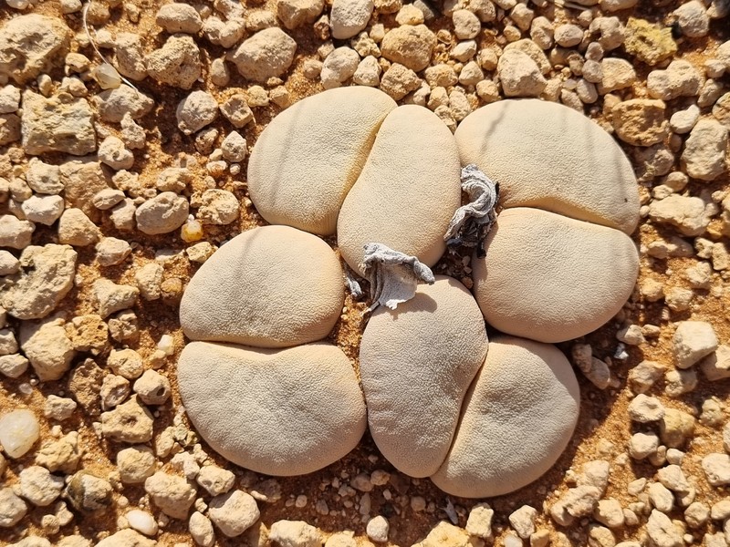 Dinteranthus vallis-mariae photo 2