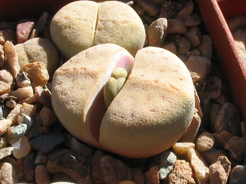 Dinteranthus vallis-mariae