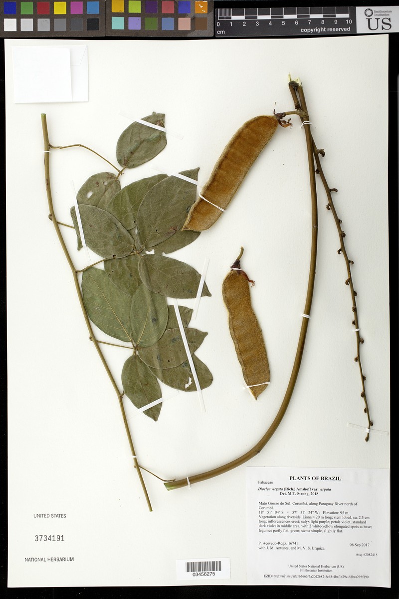 Dioclea virgata var. virgata