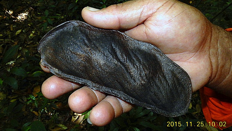 Wilson's Clusterpea photo 2