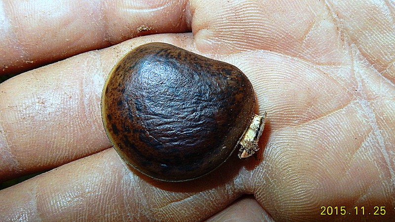 Wilson's Clusterpea photo 3