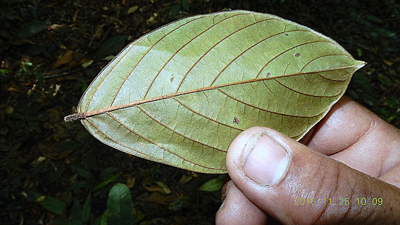 Wilson's Clusterpea photo 6
