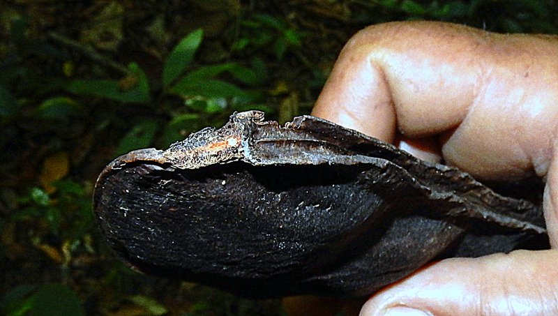 Wilson's Clusterpea photo 7