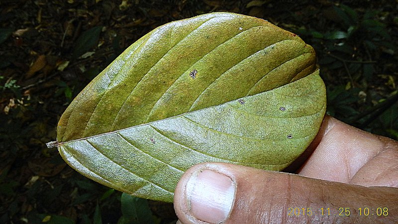 Wilson's Clusterpea photo 8