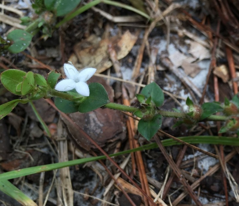 Diodia harperi