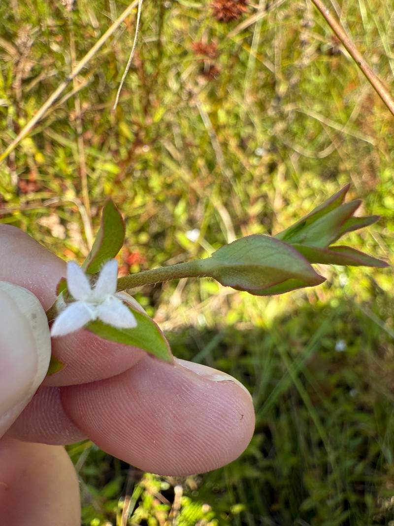 Diodia harperi photo 2