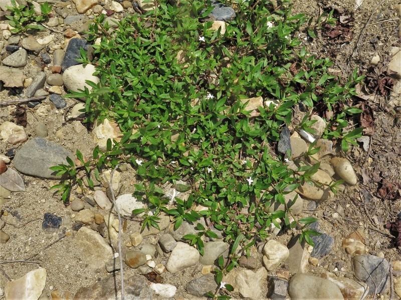 Diodia harperi photo 4