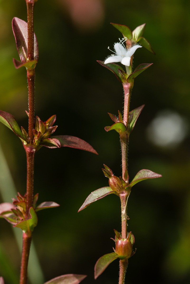 Diodia harperi photo 5