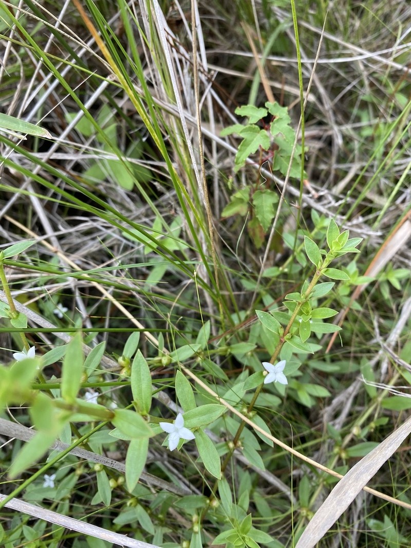 Diodia harperi photo 6