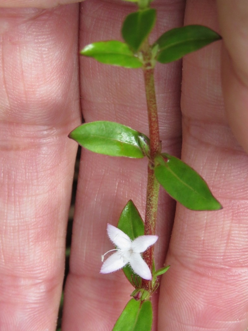 Diodia harperi photo 7