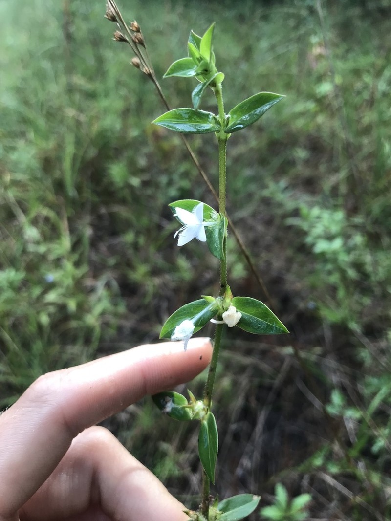 Diodia harperi photo 8