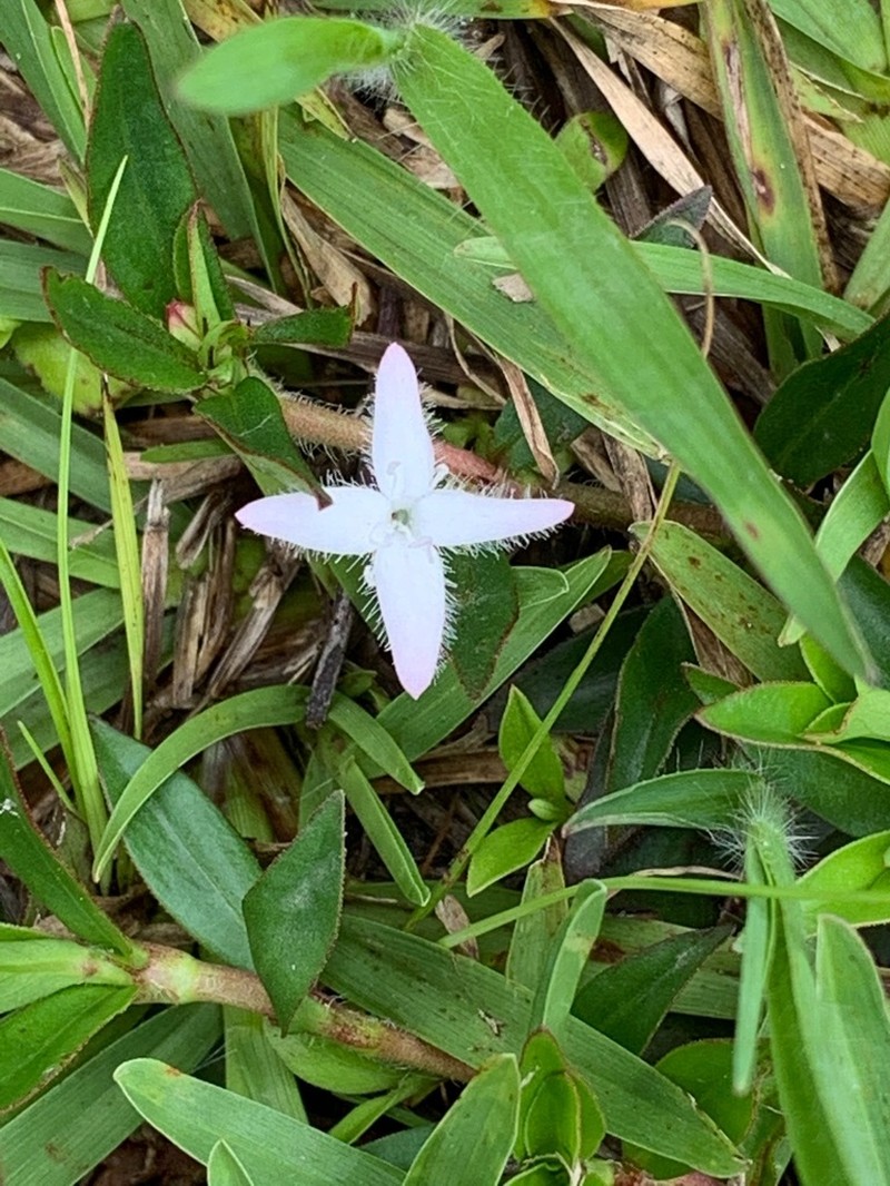Virginia Buttonweed