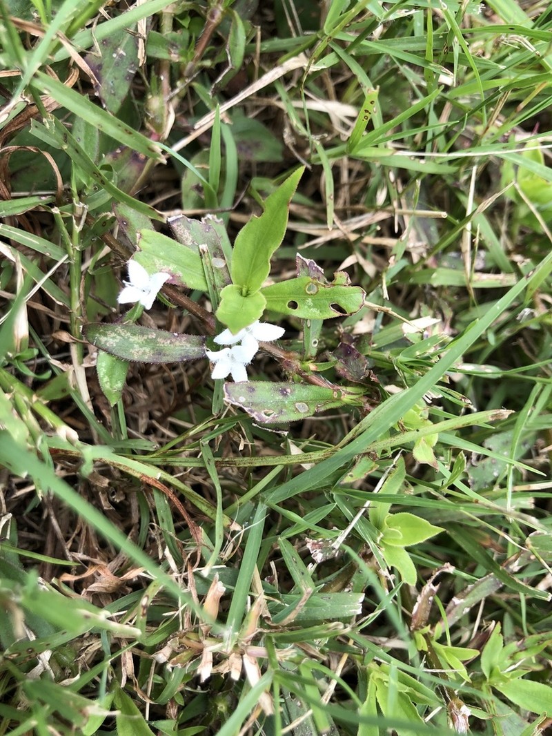Virginia Buttonweed photo 2