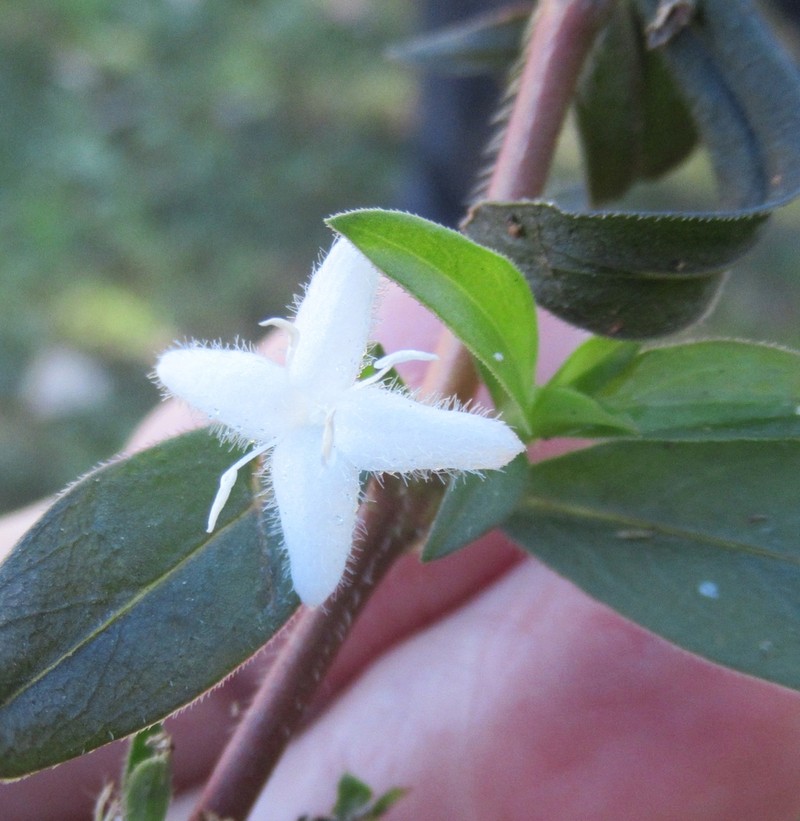 Virginia Buttonweed photo 3