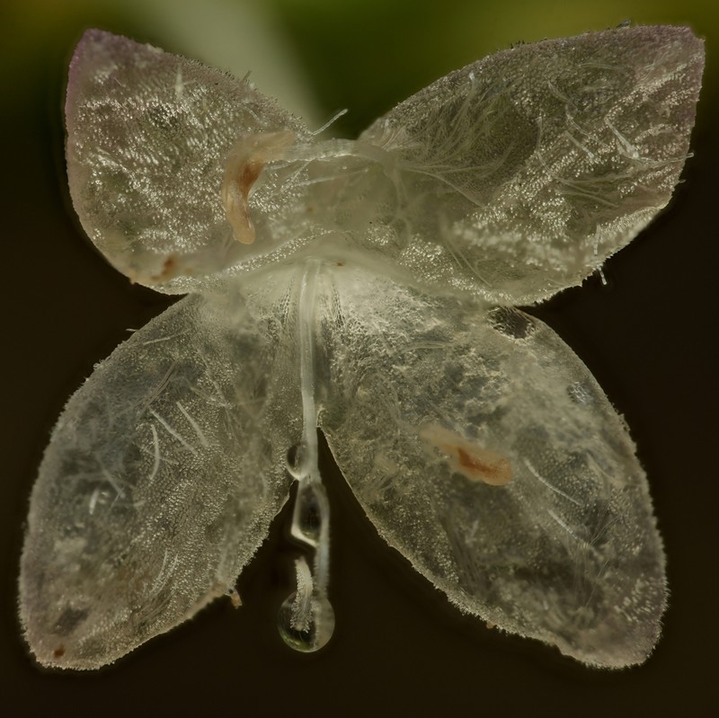 Virginia Buttonweed photo 4